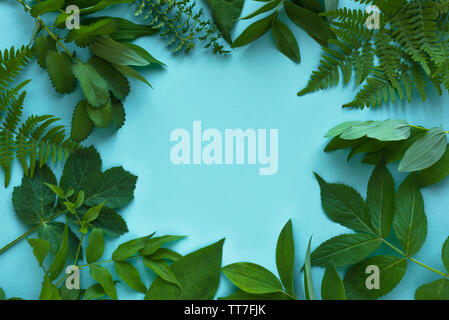 Layout creativi di foglie verdi, varie piante selvatiche sul blu, vista dall'alto, copia dello spazio. Estate, la molla o il concetto di ecologia. Foto Stock