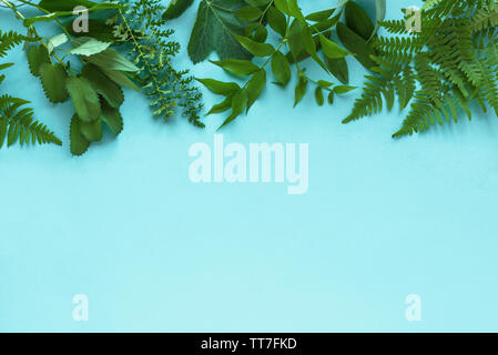 Layout creativi di foglie verdi, varie piante selvatiche sul blu, vista dall'alto, copia dello spazio. Estate, la molla o il concetto di ecologia. Foto Stock