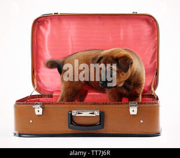 Grazioso cucciolo in valigia in pelle isolato su bianco Foto Stock