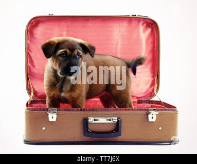 Grazioso cucciolo in valigia in pelle isolato su bianco Foto Stock
