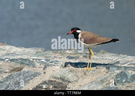 Rosso-wattled pavoncella è asiatico pavoncella o grandi plover, un wader nella famiglia Charadriidae a Ras Al Khor Wildlife Sanctuary, Dubai Foto Stock