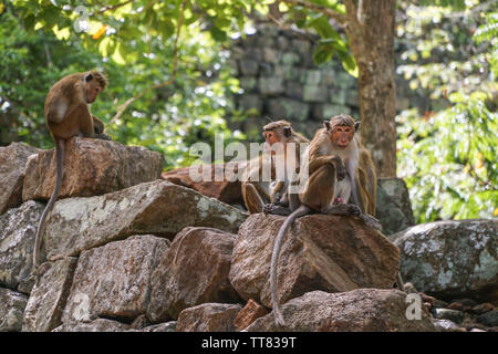 Una scimmia selvatica famiglia in natura seduta sulle rocce in Asia Foto Stock