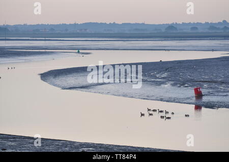 Fiume Blackwater sotto Maldon Essex, Inghilterra, Regno Unito Foto Stock