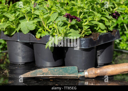 La Petunia giovani piante, fulmini sky varietà, nel vassoio di plastica piatto con una cazzuola, su di un piano in vetro tavolo patio Foto Stock