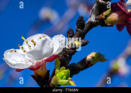 Ripresa macro del fiore di un albero di albicocche. Messa a fuoco intenzionale sul stami del fiore Foto Stock