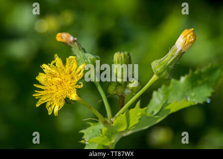 Jack-go-to-letto a mezzogiorno / prato salsefrica / appariscente di capra-barba / prato di capra-barba (Tragopogon pratensis subsp. pratensis) in fiore Foto Stock