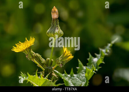 Jack-go-to-letto a mezzogiorno / prato salsefrica / appariscente di capra-barba / prato di capra-barba (Tragopogon pratensis subsp. pratensis) in fiore Foto Stock