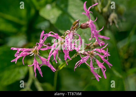 Ragged-Robin (Lychnis flos-cuculi / Silene flos-cuculi) in fiore Foto Stock