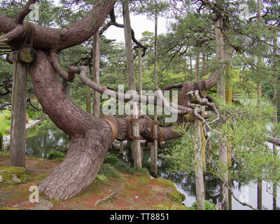 Un antico albero di pino in il Kenroku-en o i sei attributi Giardino a Kanazawa, Giappone. Il Kenroku-en contiene oltre 180 specie di piante e oltre 8000 alberi. Foto Stock