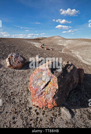 Il legno si è rivolta a pietra nel Deserto Dipinto. Foto Stock