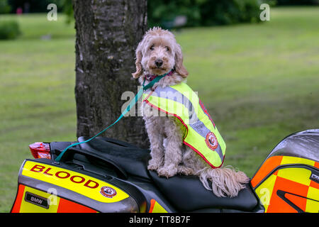 Labradoodle crossbreed dog che guida la raccolta fondi per NW Blood Bikes a Preston, Lancashire. Regno Unito, giugno 2016. Emergency Riders Volunteers Lancs and Lakes al Leyland Festival. North West Blood Bikes Lancashire e Lakes forniscono un servizio di trasporto volontario fuori orario ai nostri ospedali NHS locali trasportando forniture mediche urgenti e di emergenza. Foto Stock