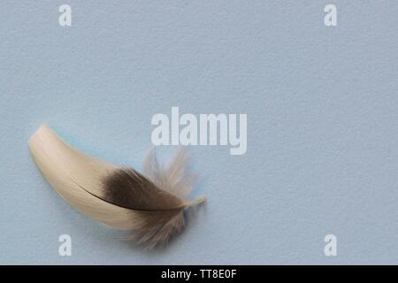 Pianura solido sfondo blu con un unico grigio e bianco giù nell'angolo inferiore sinistro, lasciando spazio per il testo. Foto Stock