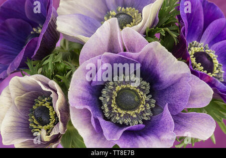 Anemone blu fiori in un cluster Foto Stock