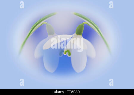 Snowdrops due flowerheads disposti su uno sfondo blu per formare un pattern Foto Stock