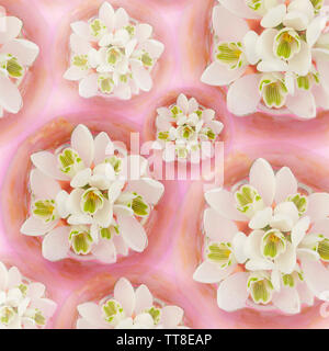 Snowdrops flowerheads disposti sulla base di rosa per formare un modello di ripetizione Foto Stock
