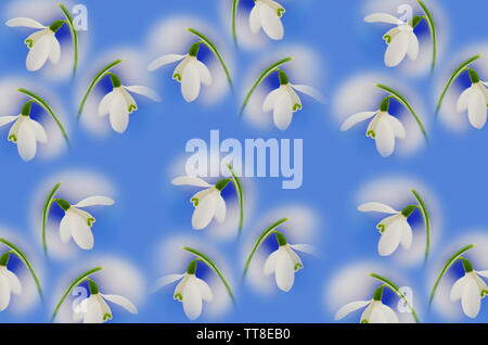 Snowdrop flowerheads disposti su uno sfondo blu per formare un pattern Foto Stock