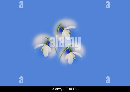 Tre Snowdrop flowerheads disposti su uno sfondo blu per formare un pattern Foto Stock