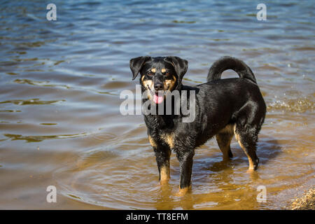 Nero e marrone Pinscher austriaco in piedi in acqua Foto Stock