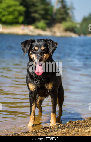 Nero e marrone Pinscher austriaco in piedi in acqua Foto Stock