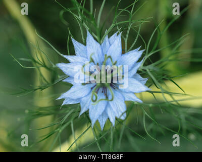 Close up di Nigella Damascena (amore in una nebbia) fiore visto dal di sopra Foto Stock