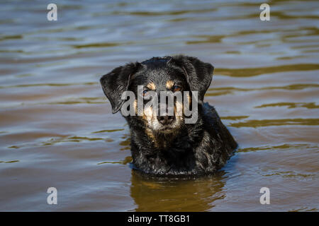 Nero e marrone Pinscher austriaco in piedi in acqua Foto Stock