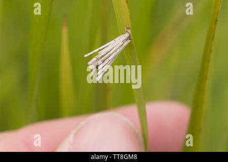 Bagworm (Psiche casta) moth attaccato al gambo di erba. Surrey, Regno Unito. Foto Stock