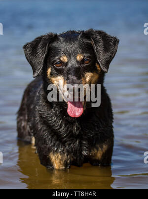 Nero e marrone Pinscher austriaco in piedi in acqua Foto Stock