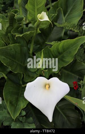 White Canna Lilly Foto Stock