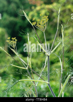 Impianto di finocchio (Foeniculum vulgare) con flowerheads in giardino Foto Stock