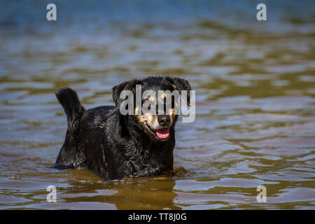 Nero e marrone Pinscher austriaco in piedi in acqua Foto Stock