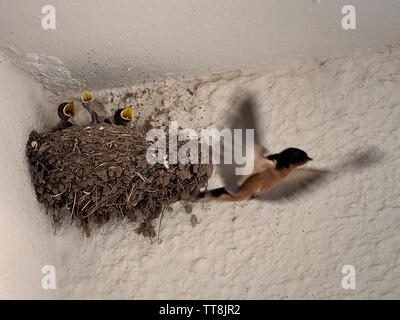 Appena schiuse passeri al momento del pasto. Foto Stock
