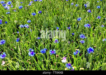 Bella viola cornflowers in un agricolo campo di coltivazione in una giornata di sole Foto Stock