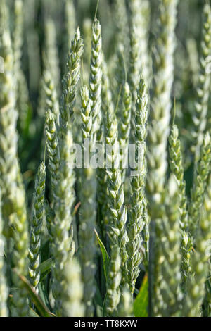 Campo di farro nella luce del tramonto, vivaci e verdi campi di mais, cereali, Bassa Slesia, Polonia. Foto Stock