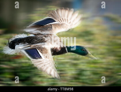Maschio di Mallard duck in volo vicino fino ,nel Regno Unito Foto Stock