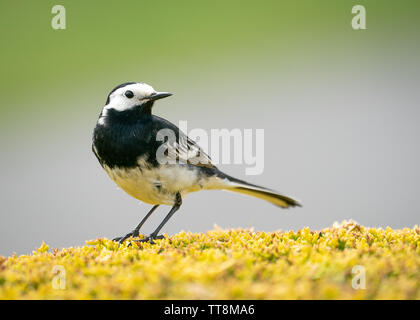 Pied Wagtail closeup su di una siepe in Cornwall Regno Unito Foto Stock