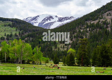 Parco Nazionale delle Montagne Rocciose, CO - Giugno 11, 2019: una mandria di alci pascolare in un campo affiancato da un Snow capped mountain Foto Stock