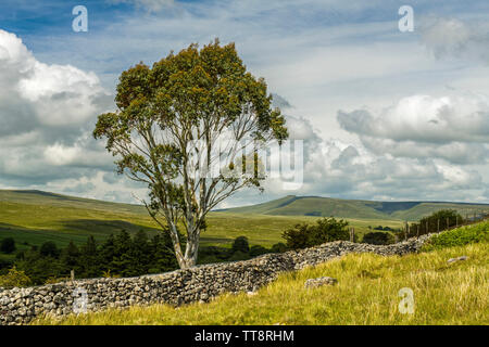 Brecon Beacons paesaggio e un solitario Eucalipto, nel Galles del sud in estate Foto Stock