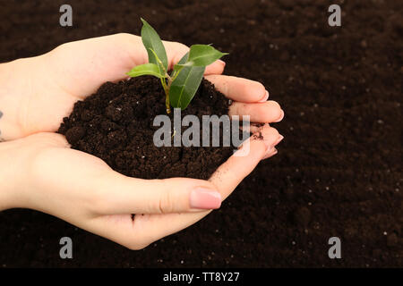 Femmina manciata di terreno con piccola pianta verde Foto Stock