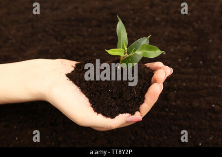 Femmina manciata di terreno con piccola pianta verde, primo piano Foto Stock