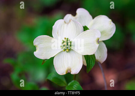 Orizzontale di inquadratura ravvicinata di un bellissimo Smoky Mountain sanguinello blossom con copia spazio. Foto Stock