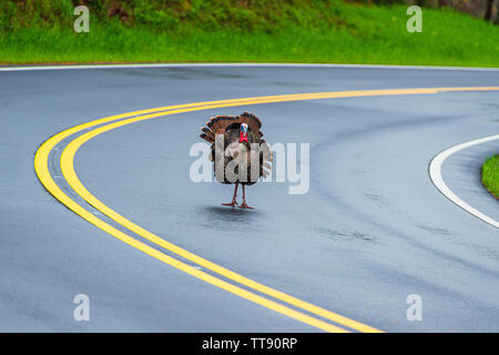 Inquadratura orizzontale di un grande maschio della Turchia in piedi di fronte alla macchina fotografica su una strada del Tennessee con copia spazio. Foto Stock