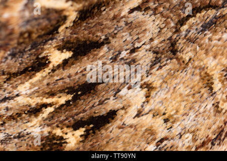 Un close-up di ripresa macro di scaglie sulle ali di un oscuro archi tarma Apamea monoglypha. La falena era attratta da luci di casa e la sua modellazione o Foto Stock