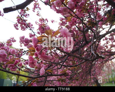 Cherry Blossom Tree Foto Stock