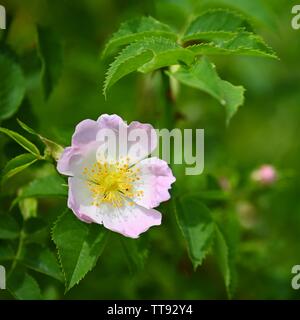 Splendida fioritura rose bush. Naturale sfondo colorato. (Pometum) Foto Stock
