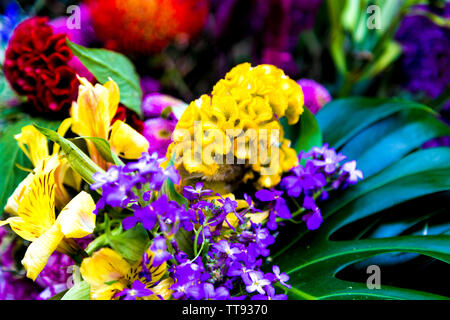 Cresta di gallo giallo dei fiori in un bouquet di fiori (Maltby Street Market, Londra, Regno Unito) Foto Stock