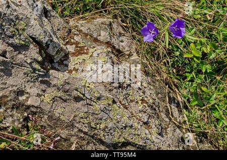 Viola delicato di fiori selvaggi o harebell Campanula patula sul prato vicino al grande pietra, sul monte Vitosha, Bulgaria Foto Stock