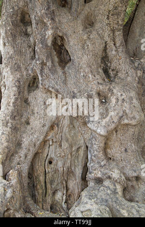 Close-up di corteccia di un vecchio albero di olivo Foto Stock