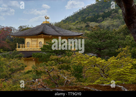 Il Padiglione Dorato, Kyoto, Giappone. La parte superiore del padiglione dorato è visibile sopra gli alberi in primo piano. Foto Stock