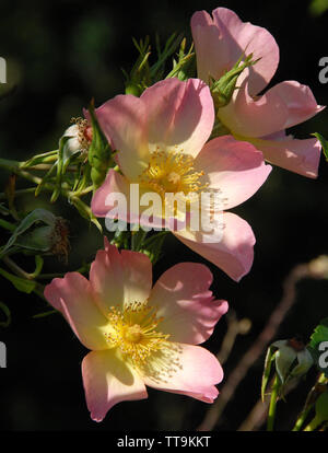 Rosa Canina o Rosa del cane . Foto Stock