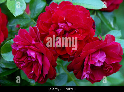 Rosa 'Hunter' Foto Stock